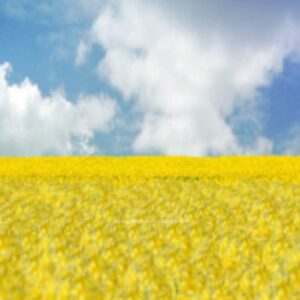 Psalm 96:12 Graphics - a sunny field full of yellow flowers