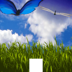 Psalm 104:24 - a summer field full of plants and butterflies