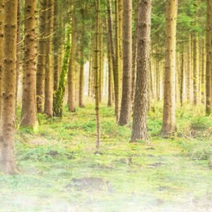 Forest Welcome Graphics - a lush green forest scene