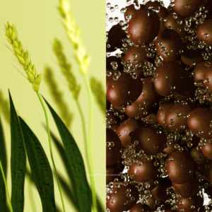 Grape And Grain Graphics. Grape and Grain - the two foundational elements of Holy Communion