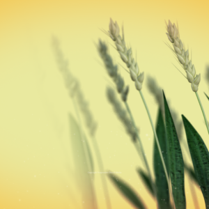 Reap And Sow Graphics - wheat in a field ready to be harvested