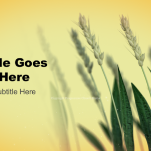 Reap And Sow PowerPoint - slide features wheat in a field ready for harvest