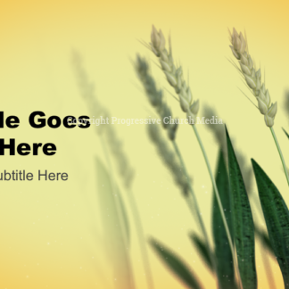 Reap And Sow PowerPoint - slide features wheat in a field ready for harvest