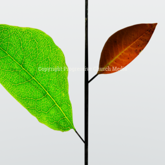 To Every Thing Graphics - image shows a stem with one leaf growing and one leaf dying
