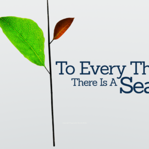 To Every Thing Video - a single tree branch with one leaf growing and one leaf dying - the cycle of life