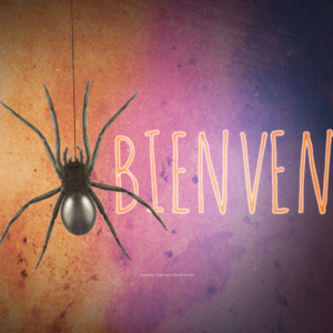 Halloween Spider Graphics - image of a spider dangling from the web