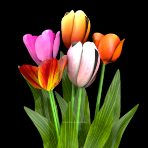 Mothers Day Tulips Graphics. Celebrate mothers with our colorful tulips