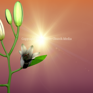 Easter Lilies Graphics. Our Easter Lilies open their blooms to welcome you and Easter