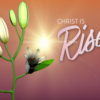 Easter Lilies Video. Our Easter Lilies open their blooms to welcome you and Easter