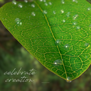 Spring Dew Social Media. Dew drops form on a leaf, a sign of the beauty of Creation. Video and templates for Instagram, Facebook, and Twitter.