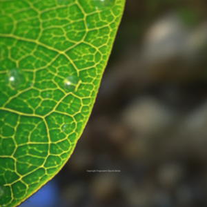 Spring Dew Graphics. Dew drops form on a leaf, a sign of the beauty of Creation