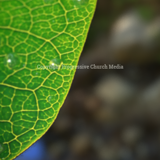 Spring Dew Graphics. Dew drops form on a leaf, a sign of the beauty of Creation