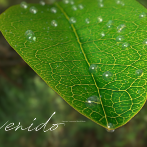 Spring Dew Video. Dew drops form on a leaf with the word "Bienvenido"