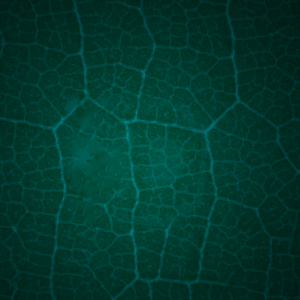 Electric Welcome Graphics. Welcome messages against a green leaf background.