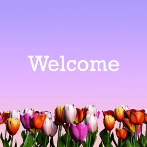 Tulips Social Media. A verdant field of tulips – a perfect way to welcome your worshipers.