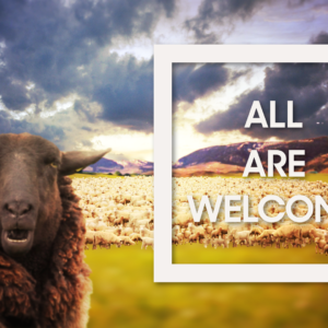 Welcome Flock Videos. Image shows a huge flock of sheep in a valley meadow.