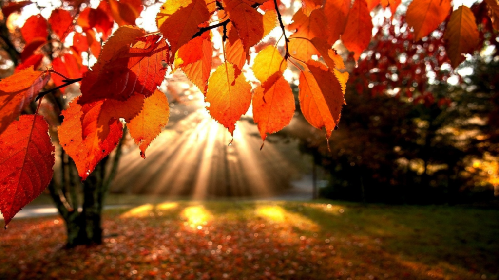 Fall Leaves Worship Graphics