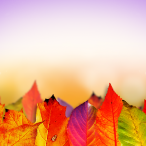 Thanksgiving Greetings Graphics. Colorful fall leaves welcome all and celebrate the change of seasons.