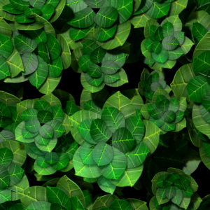 Lush Green Garden Graphics. Closeup view of a patch of green leaves from a garden of plants.