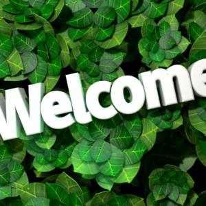 Lush Green Garden Videos. Closeup view of a patch of green leaves from a garden of plants.