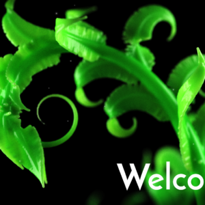 Curling Branches Videos. A close-up view of the leaves of a young plant growing.