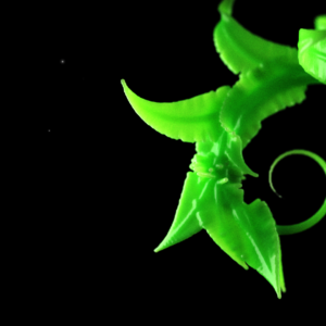 Curling Branches Graphics. A close-up view of the leaves of a young plant growing.