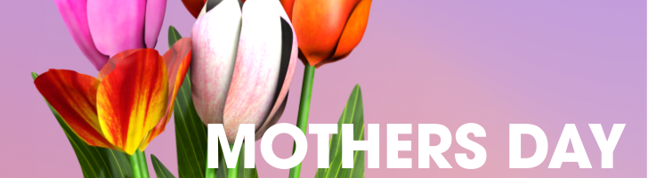 Colorful tulips against a gradient pink background