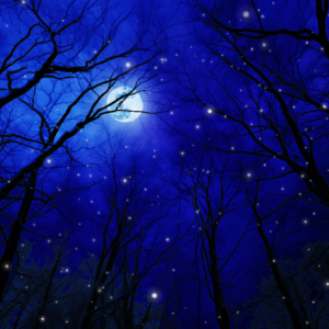 Winter Nights Graphics. The peace and calm of a winter night in a forest.