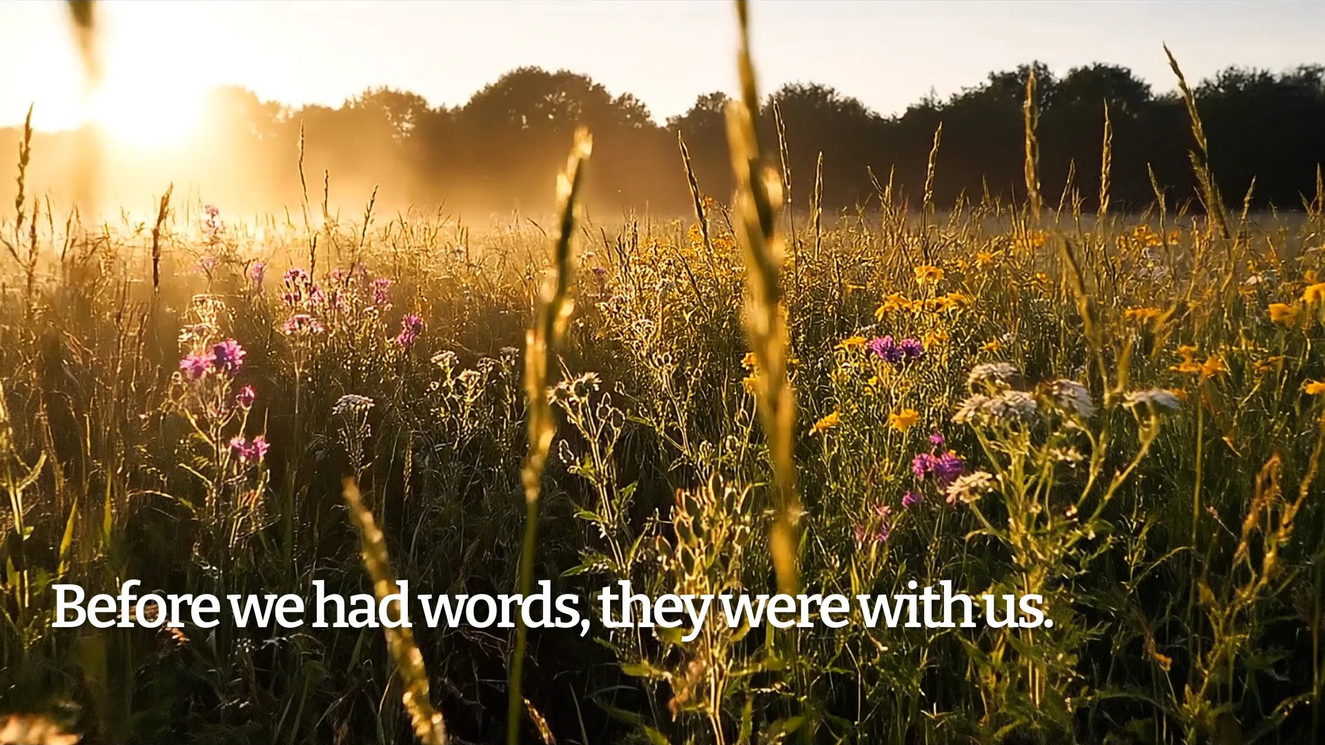 Wildflower field at sunrise with purple and yellow blooms, trees in background, golden morning light